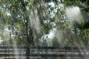 Rain in the Pear Tree